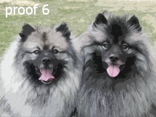 keeshond fun portrais 