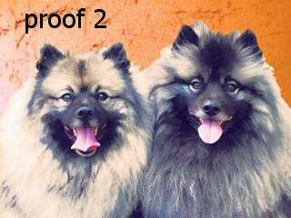 keeshond art and gifts