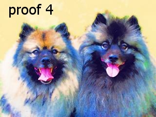 breed keeshond art and gifts