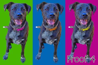 Black Lab Mix gifts and portraits