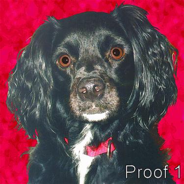 Spaniel portrait