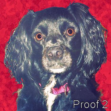 Fun custom Black Spaniel art