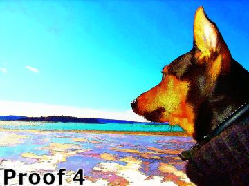 portrait of a Miniature Pinscher