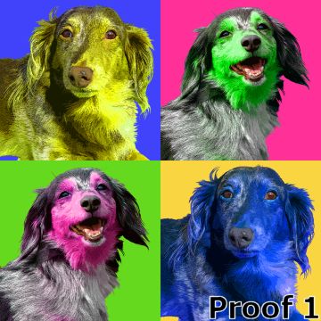 pop art pet Dachshund portrait