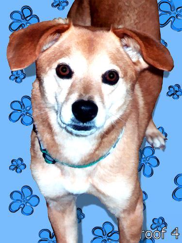 Dog pop art pet portrait