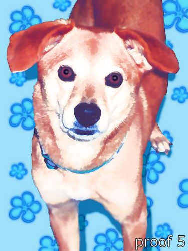 Doggie pet pop art portrait