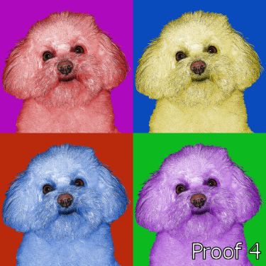 Warhol inspired Bichon Frise portraits and gift items