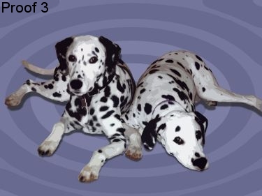Dalmation Art