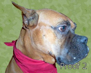 Boxer art