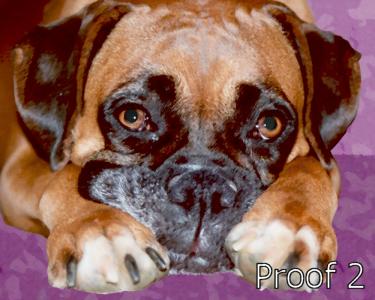 Boxer art