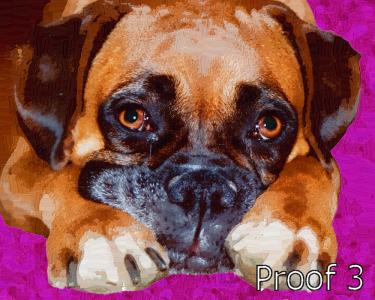 Boxer dog portrait