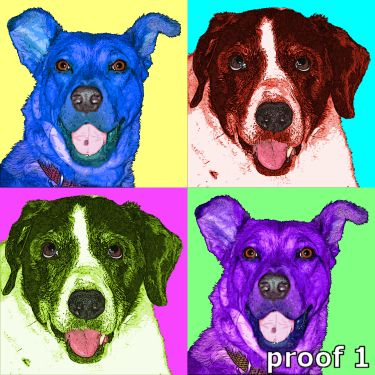 pop art dog portrait