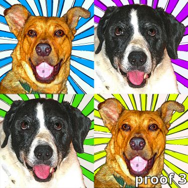 Dog pop art portraits