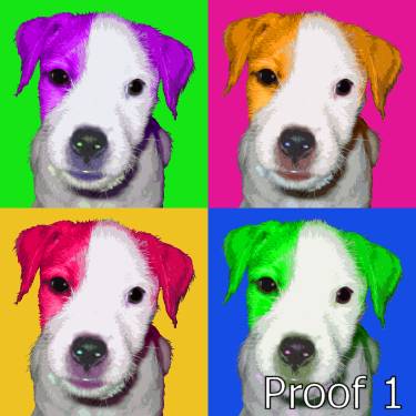 Parson Jack Russell Terrier Puppy Portrait
