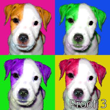 Breed specific Parson Jack Russell Puppy Portrait