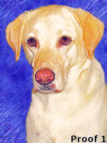 Custom Yellow Labrador Retriever portraits