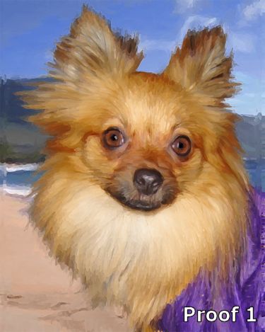 pom portraits for the pomeranian lover