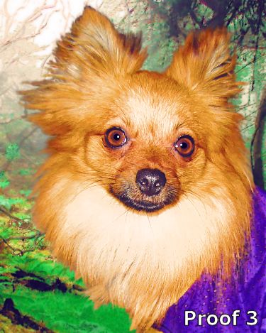 Custom Pomeranian Art Portrait and gift items