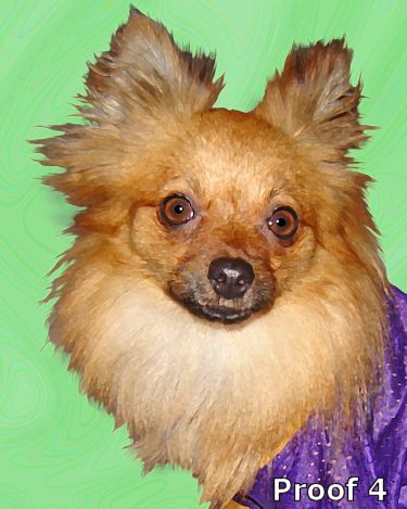 Pomeranian Art Portraits and gifts for the dog lover