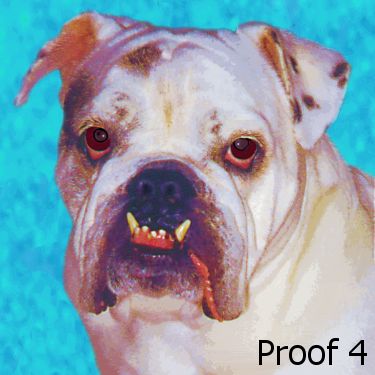 breed specific dog portrait English Bulldog