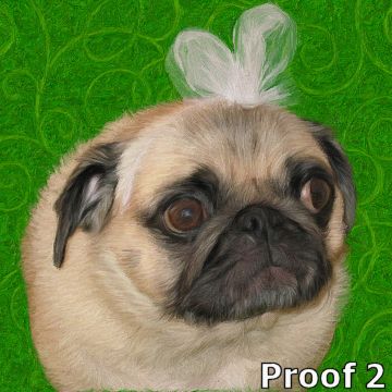 Whimsical Pug portraits