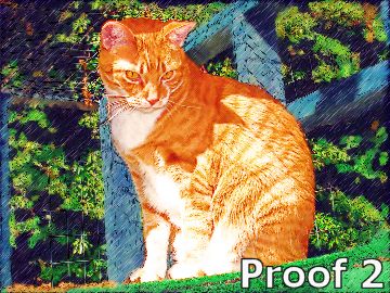 pet portrait cat