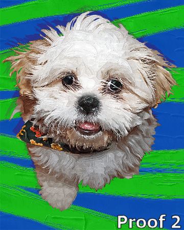 custom Maltese portrait 