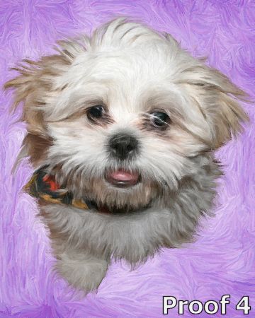 Pop Art custom Maltese portrait