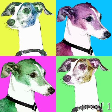 Italian Greyhound pop art