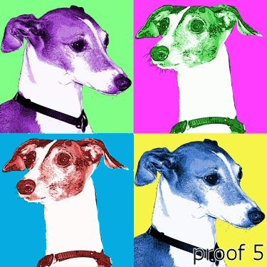 Italian Greyhound art warhol style 