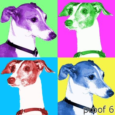 Italian Greyhound portraits pop art 