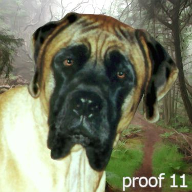 pet pop art portrait mastiff 