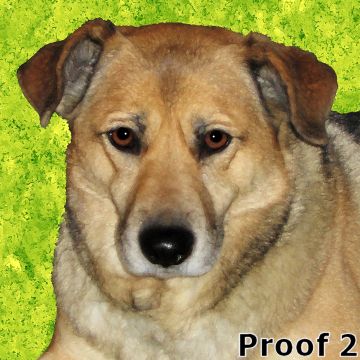 dog portrait