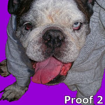 Custom English Bulldog Pop Art Portrait