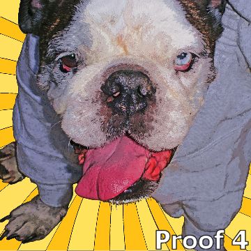 Breed Specific Portrait English Bulldog