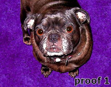 Custom Pug Art