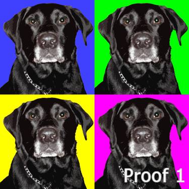 Black Lab Portrait