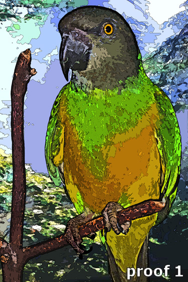 Senegal Parrot Portrait Pop Art Style