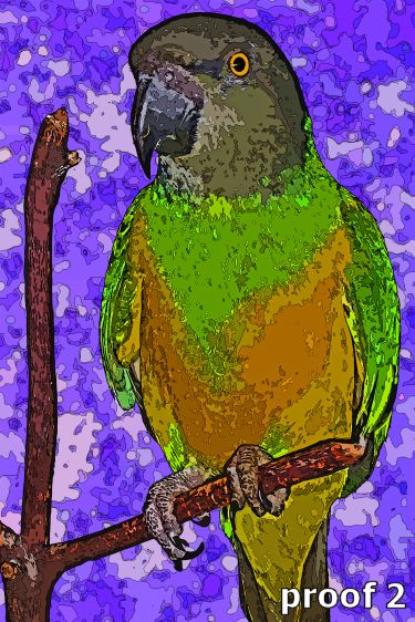 Custom Senegal Parrot Art Portrait
