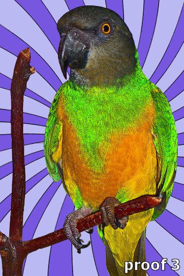 pop art bird portrait Macaw