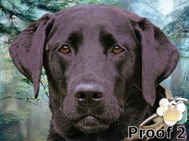 Retriever art portraits
