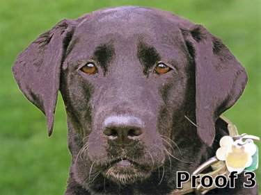 Labrador art and gifts