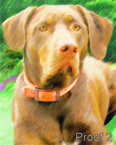 Dog Portraits from your photographs