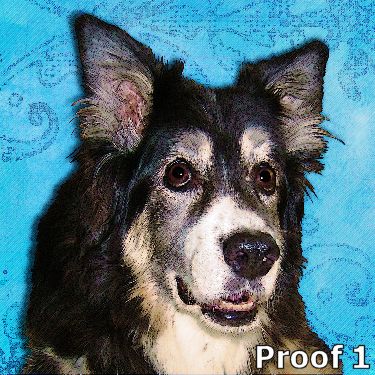 Australian Shepherd portraits and art