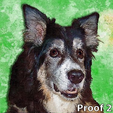 Australian Shepherd