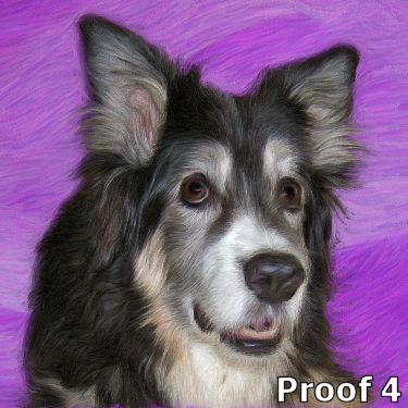 Australian Shepherd gifts and portraits