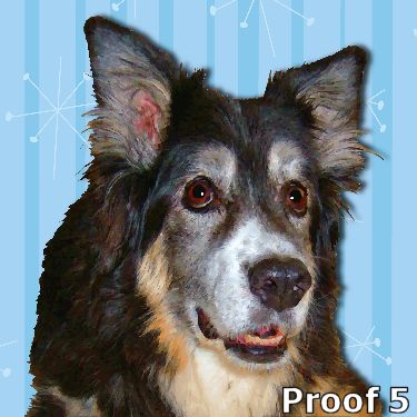 portrait of a Australian Shepherd