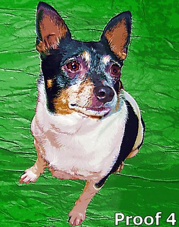 custom dog portraits and gifts
