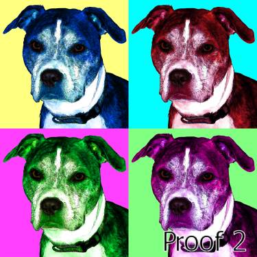 Pit Bull Portraits