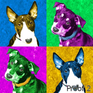 Bull Terrier and mixed breed Warhol style art and gifts
